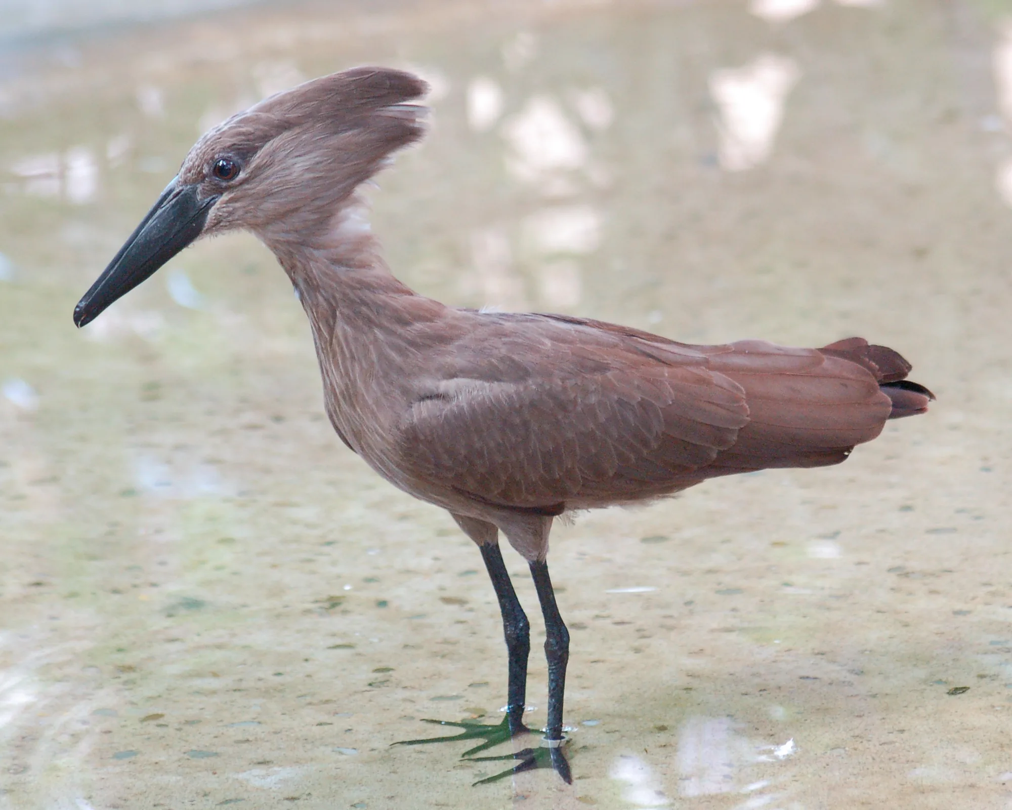 Hamerkop bird — Impundulu inspiration