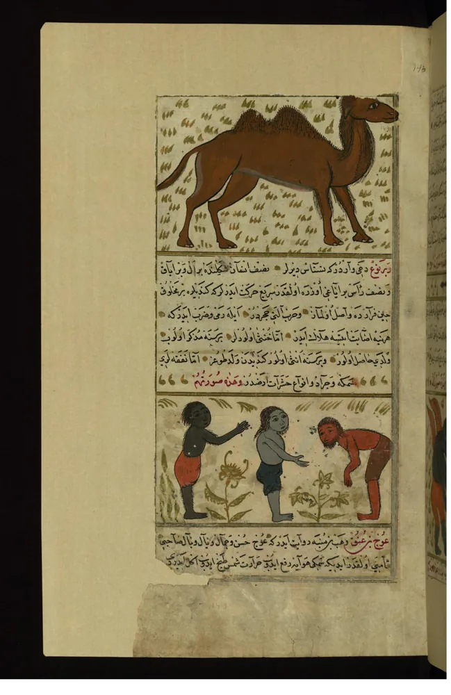 Tiga makhluk-satu-tangan-satu-kaki (Nasnas) bersama seekor unta — folio dari versi-Turki Aja'ib al-Makhluqat ("Wonders of Creation" al-Qazwini), disalin Muhammad ibn Muhammad Shakir Ruzmah-'i Nathani 1717 M, Walters Art Museum W.659.143A