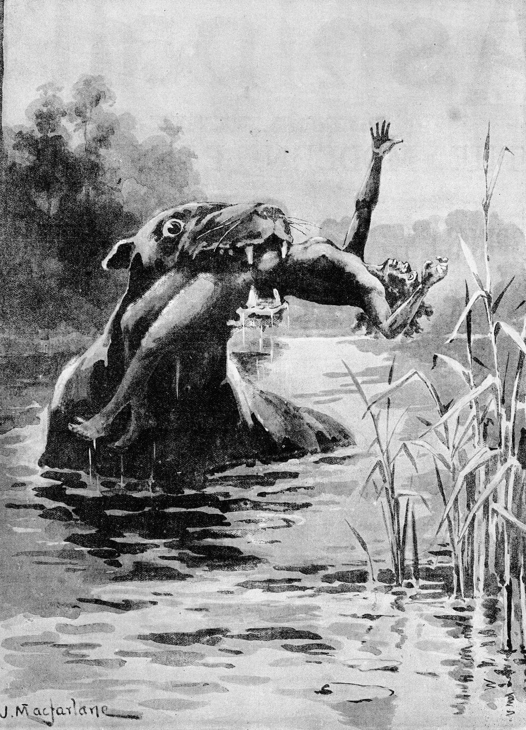 Bunyip 1890